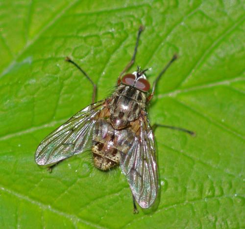 Phaonia sp.